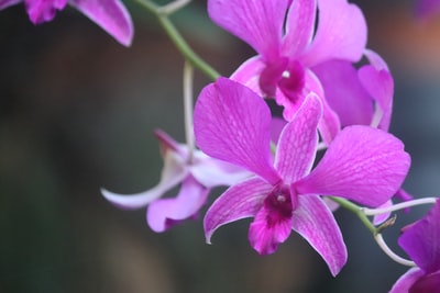 微距拍摄中的紫色花朵
